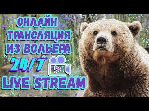 Видео: 🔴LIVE🔴Медведь Мансур - 4 камеры в эфире 🎥 4-cam Live Mansur bear Стрим