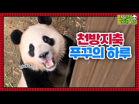 Видео: (SUB) Малыш-панда понимает корейский и разыгрывает шутки│ Panda World🐼