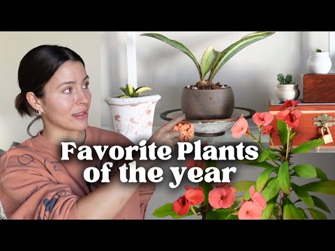 Видео: Лучшие растения года! Думаю, они вам тоже понравятся. Список любимых комнатных растений 2023 года