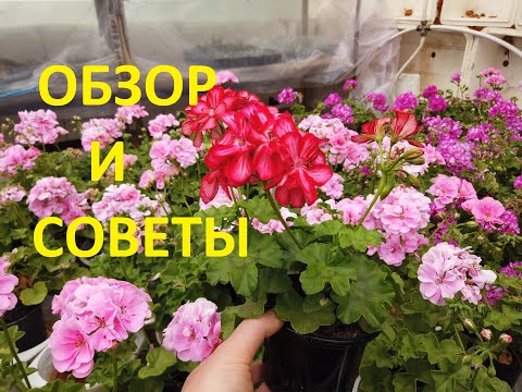 Видео: Ампельная Пеларгония. Почему Желтеют Листья?