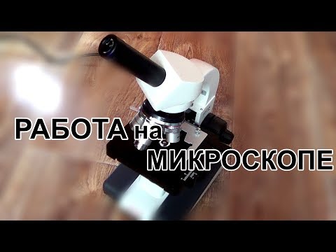 Видео: Работа на микроскопе. Как я это делаю.
