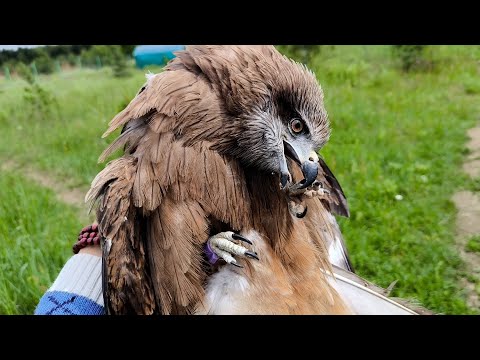 Видео: Выпуск дохлого коршуна