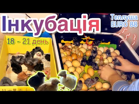 Видео: ФІНАЛ ІНКУБАЦІЇ🥳18-21 день🐣РЕЗУЛЬТАТ🤯Теплуша EURO 88