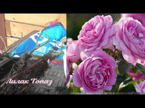 Видео: Розы из питомника Прима роза. Отличная зимовка молодых роз в Сибирском саду