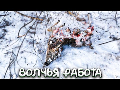 Видео: ВОЛКИ НА ПУТИКЕ. ПРОВЕРКА КАПКАНОВ В ТАЙГЕ.