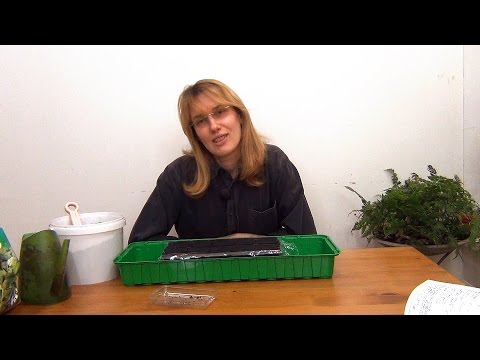 Видео: Лук-порей. Рассада. (ч.1)