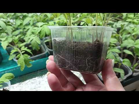 Видео: Первая подкормка рассады. Почему кальциевая селитра?)