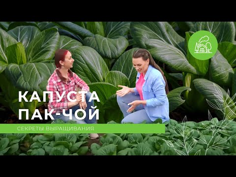 Видео: Как вырастить капусту пак-чой | ДАЧА