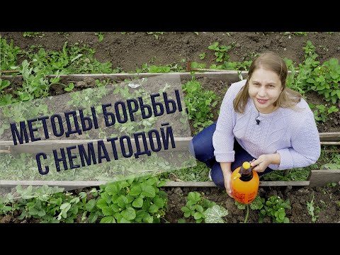 Видео: Как бороться с нематодой. САМЫЕ НАДЕЖНЫЕ СПОСОБЫ