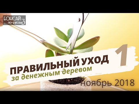 Видео: Денежное дерево | Толстянка | Крассула — уход в домашних условиях. Часть 1 | Ноябрь 2018