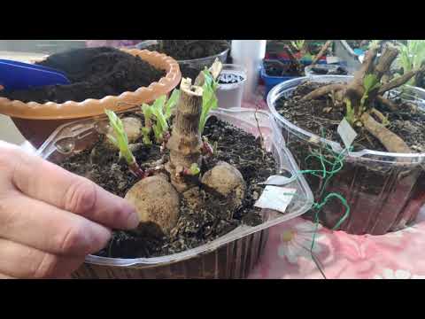 Видео: Ответы на вопросы по черенкованию георгин