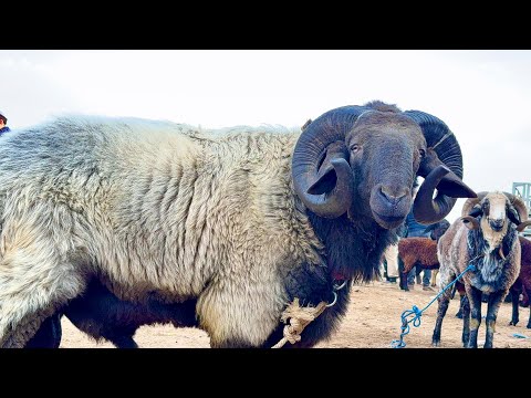 Видео: ХОРАЗМ КАТТА ҚЎЧҚОРЛАР БОЗОРИ ШОВОТ 22-октября 2025 г.