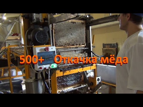 Видео: 500+ Качаем мёд в цеху.