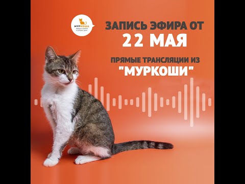Видео: В гостях у приюта "Муркоша" 22.05.2019