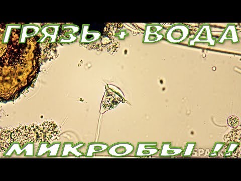 Видео: Что если не мыть руки фрукты и овощи перед едой? Микробы под микроскопом!