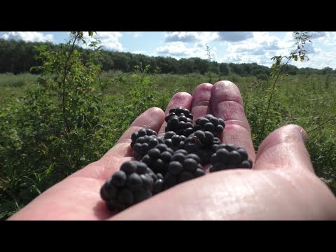 Видео: СБОР ЕЖЕВИКИ! Ежевики видимо-невидимо! Ежевика полевая!