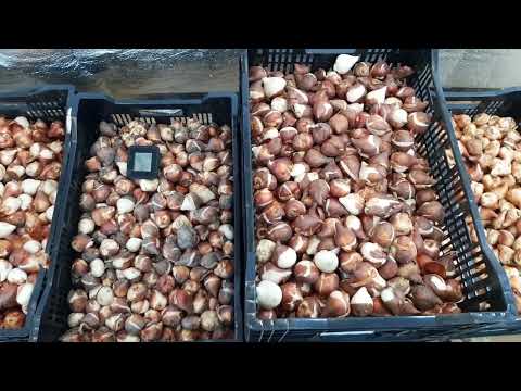 Видео: Вигонка тюльпанів в зимовий період, сроки висадки в субстрат і приміщення для охолодження!