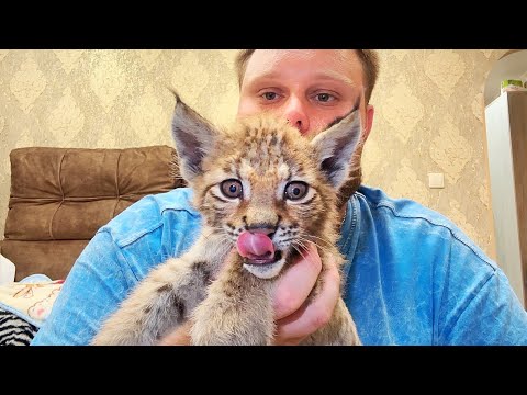 Видео: Маленькая рысь ОЧЕНЬ СЛАБАЯ, но СЧАСТЛИВАЯ, что осталась ЖИВА! Ей было ОЧЕНЬ плохо, но жить хочет!