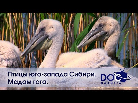 Видео: Птицы юго-запада Сибири. Мадам гага - Документальный фильм