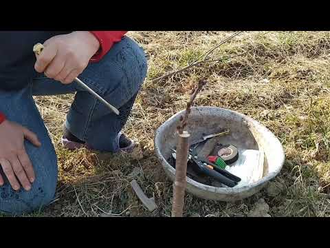 Видео: Щеплення черешні на черешню двома способами.