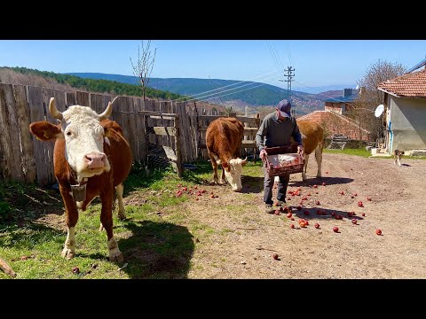 Видео: Как живут люди в турецких деревнях? Деревенская жизнь в горах Турции.