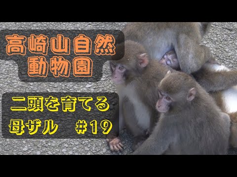 Видео: [#19] Природный зоопарк Такасакияма Мать-обезьяна воспитывает двух обезьян, сентябрь 2023 г.