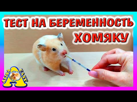 Видео: ТЕСТ НА БЕРЕМЕННОСТЬ ХОМЯКУ / КАК ПОДГОТОВИТЬ ХОМКИ К РОДАМ / ХОМЯЧИХА БЕРЕМЕННА / Alisa Easy Pets