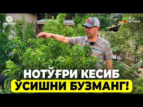 Видео: ТЎҒРИ КЕСИШ ВА ДОРИЛАШ БОҒИНГИЗ КЕЛАЖАГИ! | ШУҲРАТ АБРОРОВ #shuhratabrorov #shaftoli #olma #orik #uz