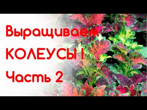 Видео: Выращиваем колеусы из семян Часть 2