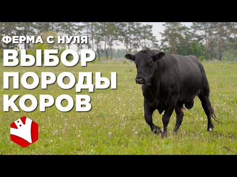 Видео: Ферма с нуля | Мясное скотоводство | Выбор породы и рацион кормления коров