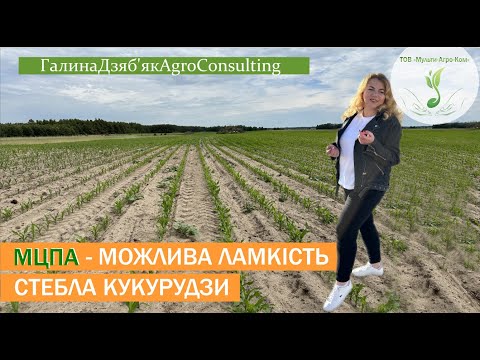 Видео: Контролюємо ХВОЩ в посівах кукурудзи | МЦПА