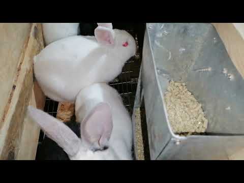 Видео: Кролики куры цесарки утки//обзор ПОЕНИЕ ЗИМОЙ 🐔🐰🦆