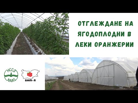 Видео: Отглеждане на малини и къпини в леки оранжерии