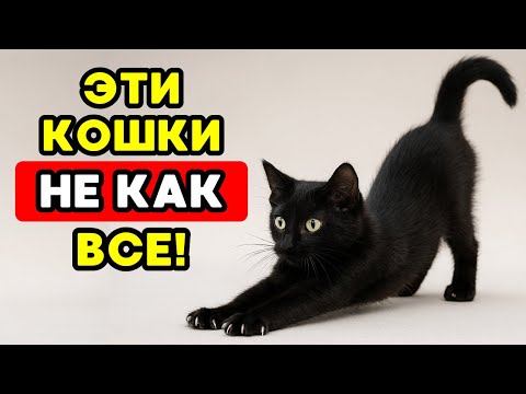 Видео: ЗАГАДОЧНЫЕ ФАКТЫ о ЧЁРНЫХ КОШКАХ, о которых никто не говорит!