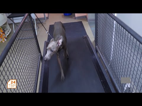 Видео: Привлекательная малая итальянская борзая | Элита