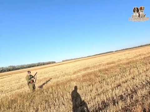 Видео: Охота на перепела с Английским Спрингер Спаниелем #beccaccia #hunting #спаниель #springerspaniel 