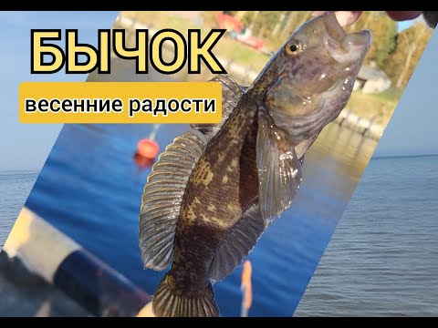 Видео: Сердечная рыбалка или бычки Рижского залива.