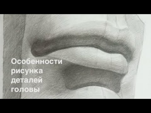 Видео: Особенности рисунка деталей головы. Лекция.