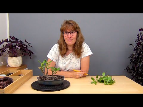 Видео: Бонсай из крассулы в стиле Упавшее дерево (ч.1).