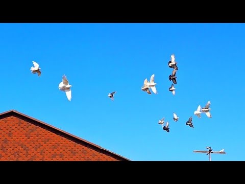 Видео: Китайские Голуби Талдыкоргана. Бурғы көгершіндер. #pigeon #кептер #голуби