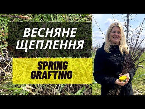 Видео: Весенняя прививка / перепрививка плодовых : в приклад, в расщеп, за кору, улучшенная копулировка