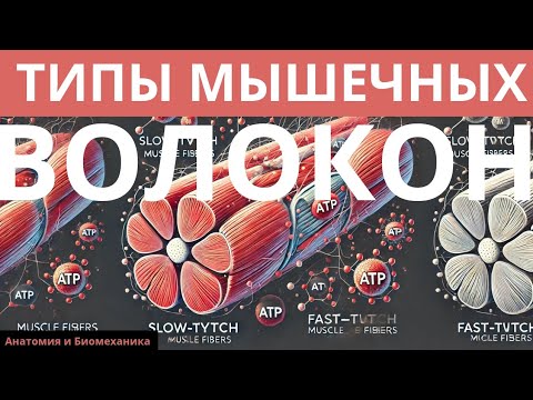 Видео: Типы мышечных волокон. Мышечные волокна.