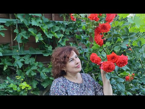 Видео: Трояндове квітування в моєму садочку: Піано Ред, Кінг Прайд, Крем Карамель, Емільєн Гійо,ін