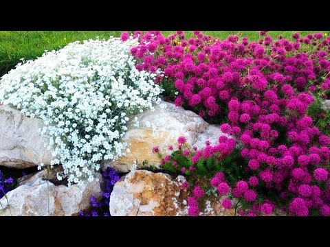 Видео: НЕПРИХОТЛИВЫЕ ЦВЕТЫ ОТ СОРНЯКОВ. ВМЕСТО СОРНЯКОВ СПЛОШНОЙ ЦВЕТУЩИЙ КОВЁР!