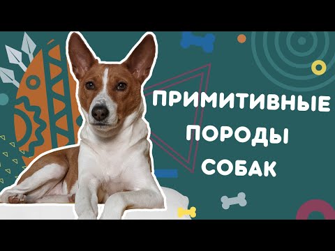 Видео: Примитивные породы собак. Как подружиться с такой собакой? Особенности содержания и общения с ними