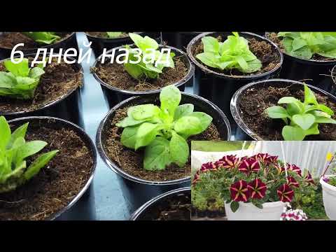 Видео: Вырастить ПЫШНЫЕ, БЕЛЫЕ КОРНИ у Петунии. Более 10 лет опыта.