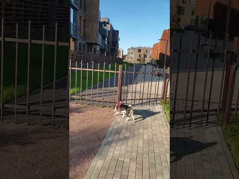 Видео: veren village Стрельна