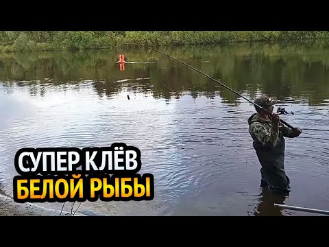 Видео: ВЕЧЕРНИЙ ВЫХОД ГУСТЕРЫ И ПЛОТВЫ!!!УШЛИ В НОЧЬ,ЖДЁМ СОМА!!!РЫБАЛКА КАК ОНА ЕСТЬ.