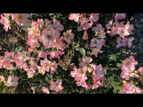 Видео: Останні трояндові барви вересня. Liola, Kate додають яскравість, Alexandrine пастельну барву
