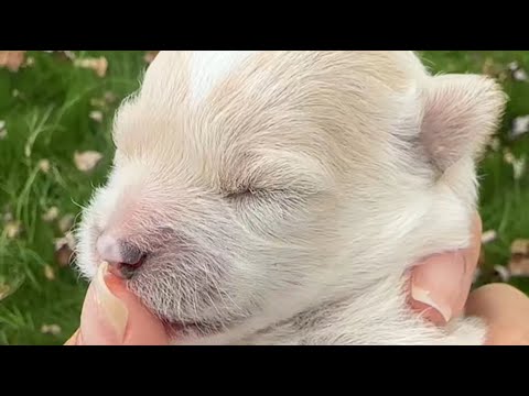 Видео: Нашли новорожденного щенка с закрытыми глазами. Можно ли его воспитать?